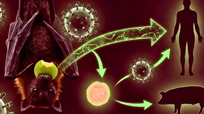 Virus Nipah