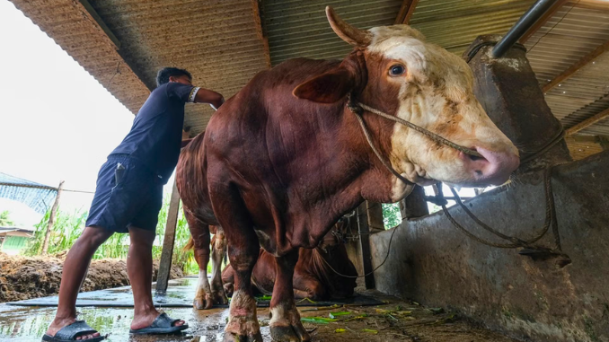 Kurban Sapi